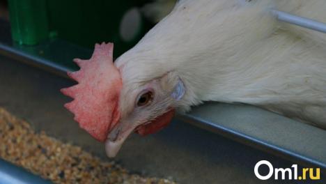 Цены на курицу взлетели: омичам рассказали, как меняется стоимость мяса