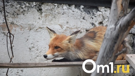 Омским охотникам могут продлить разрешение на отстрел лис из-за вспышки бешенства