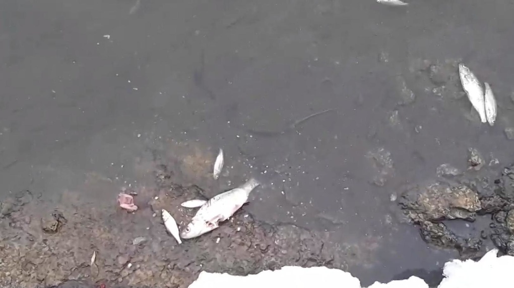 «Намеренно сливают отраву»: массовая гибель рыбы зафиксирована в реке Тула под Новосибирском