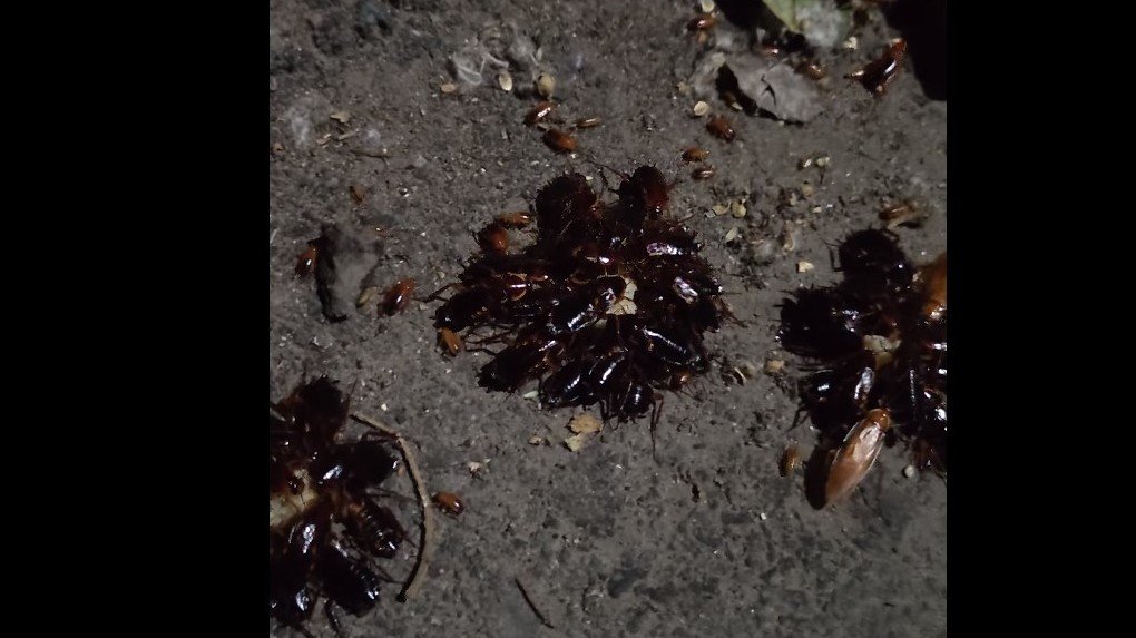 Гигантских и бесстрашных тараканов обнаружили омичи в центре города
