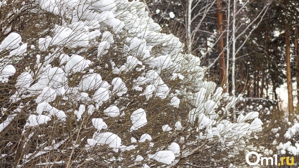 В Новосибирске снегопад продлится до следующих выходных