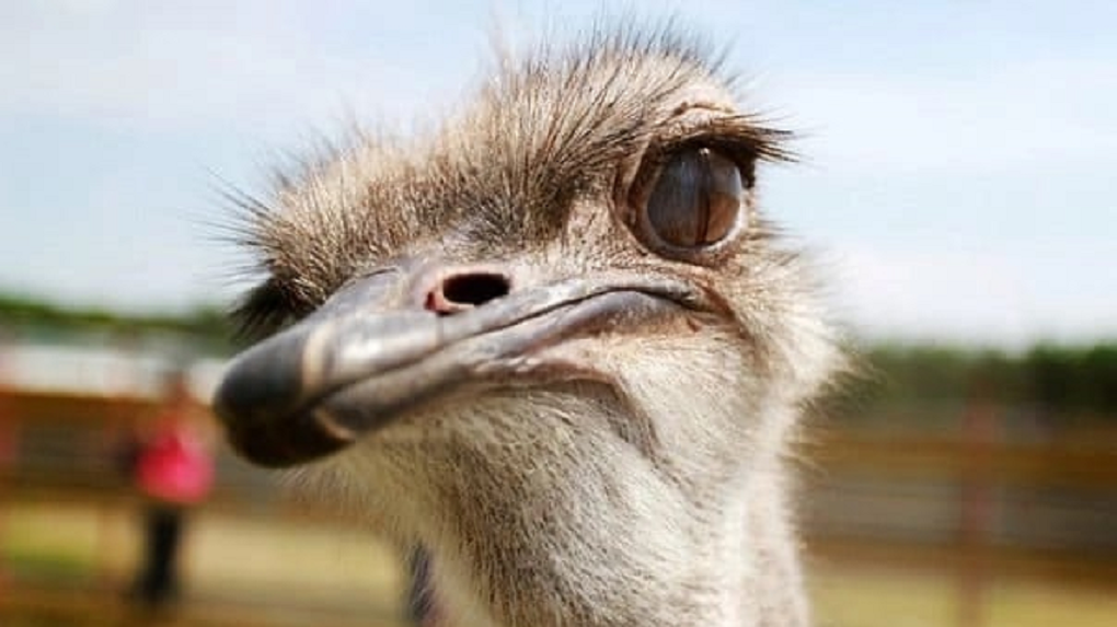 В Омской области могут закрыть ферму «Омский страус»
