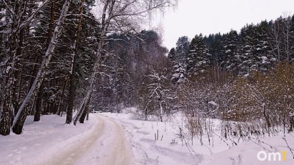 После косуль в Омскую область пришли новые дикие животные