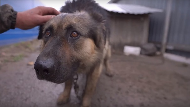 Омич пытался заставить китайский ресторан купить его овчарку на мясо