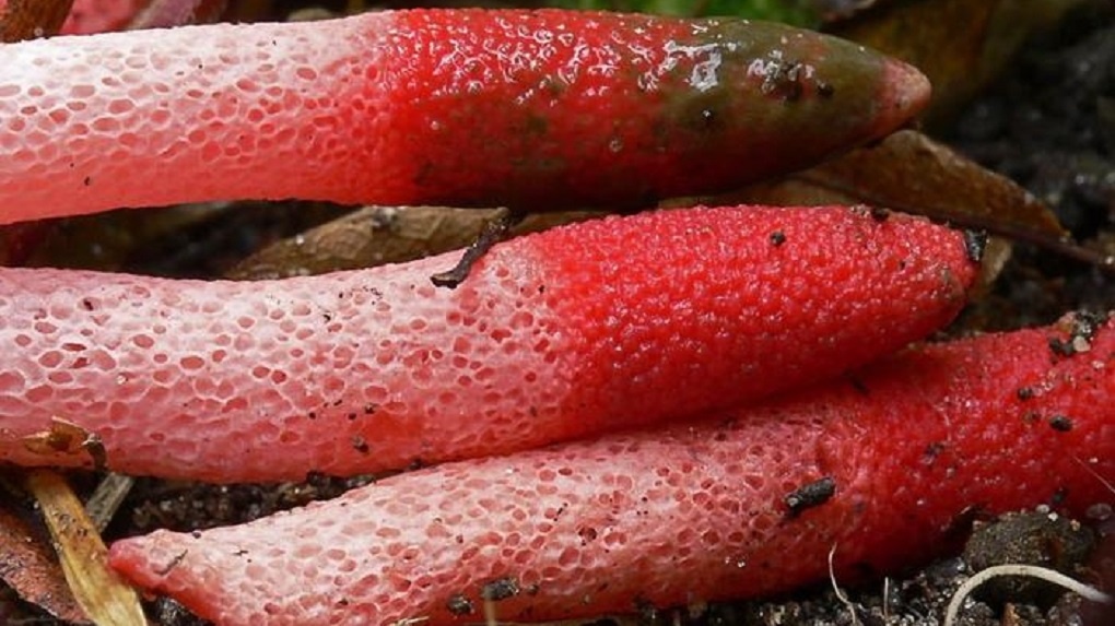 Новосибирские дачники обнаружили краснокнижный фаллический гриб в лесу