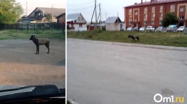 Волонтёр рассказала, как увозили в Новосибирский зоопарк краснокнижных волков из Сузуна