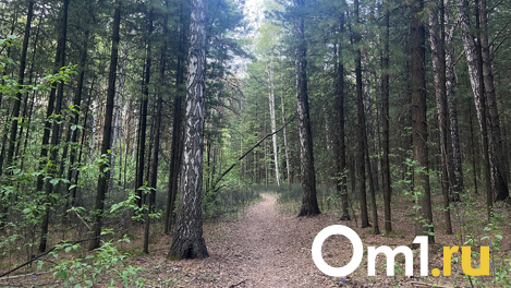 Природа, загар и лечение: куда съездить отдохнуть в Новосибирской области