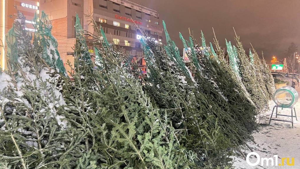 «Из лесу ёлочку взяли мы домой»: как в Новосибирске продают новогодние хвойные деревья