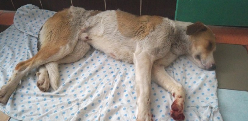 В Омске собаку, провисевшую на заборе «Спецавтохозяйства», сдали туда после смерти хозяина