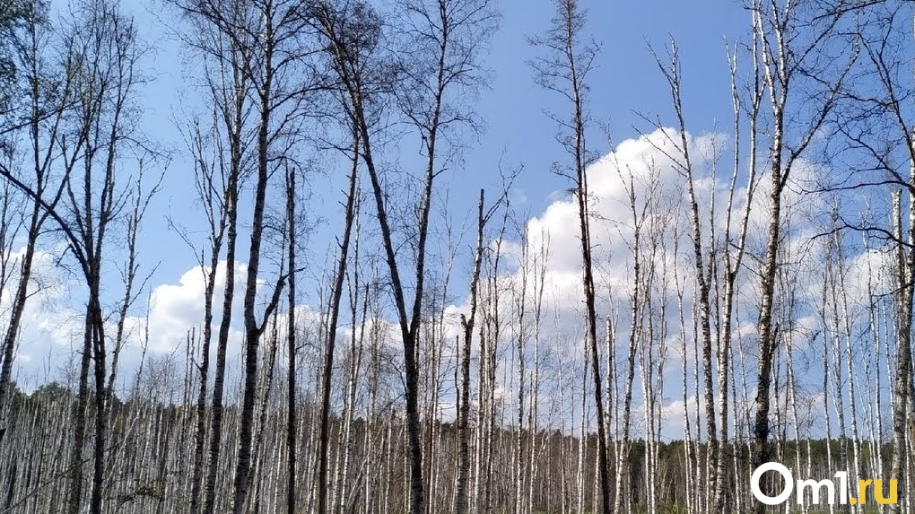 голый лес фото