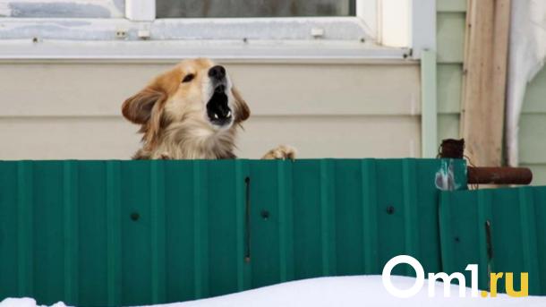 Шесть уколов или смерть: как не стать жертвой бешенства в Новосибирске