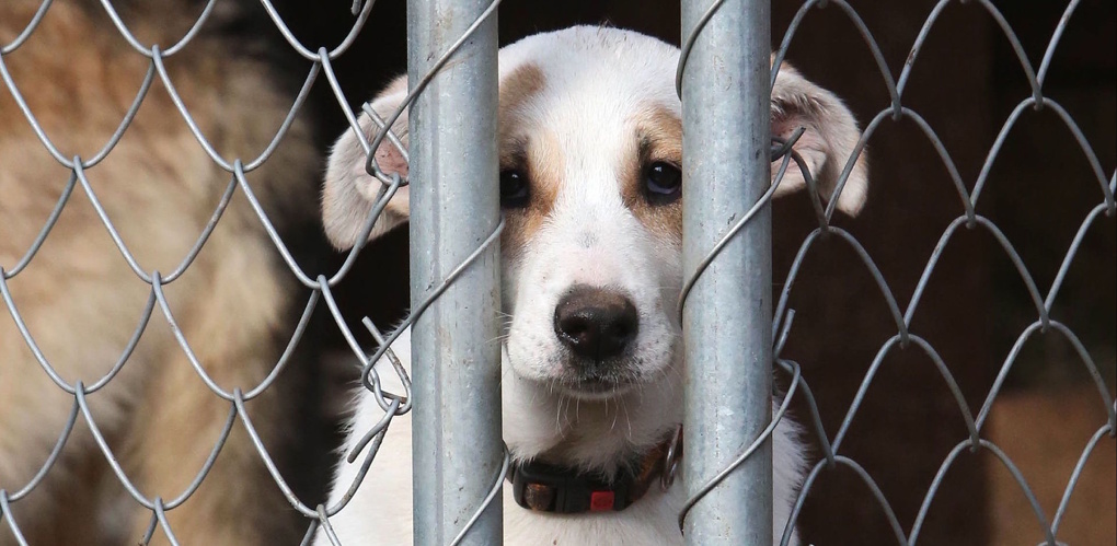 Омский приют «Друг» больше не сможет принимать бездомных собак