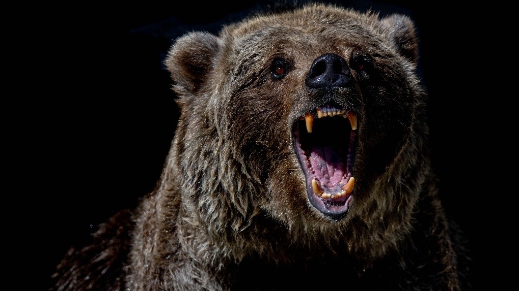 Ещё один медведь: дикого зверя заметили в Коченёвском районе Новосибирской области