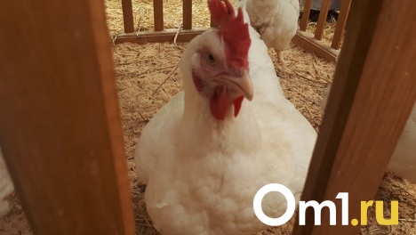 Омичей уберегли от смертельной болезни