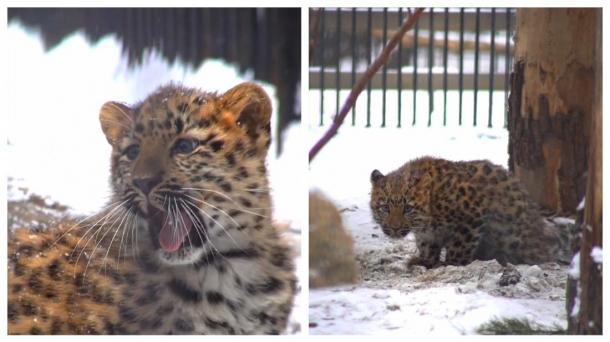 В Новосибирском зоопарке леопардёнок Хлоя радуется первому снегу