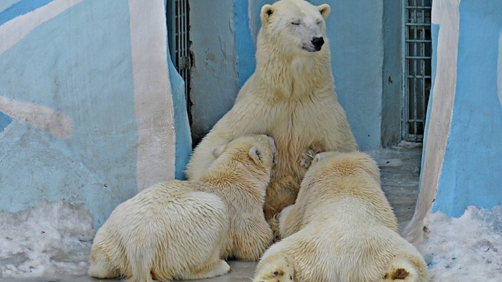 Цены на билеты в Новосибирский зоопарк могут резко вырасти из-за санкций