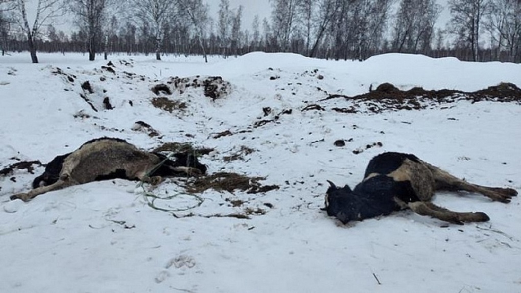 Шок! Названа причина массовой гибели скота в Новосибирской области