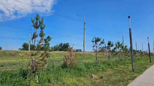 В Омске на центральных улицах заменят засохшие деревья на новые