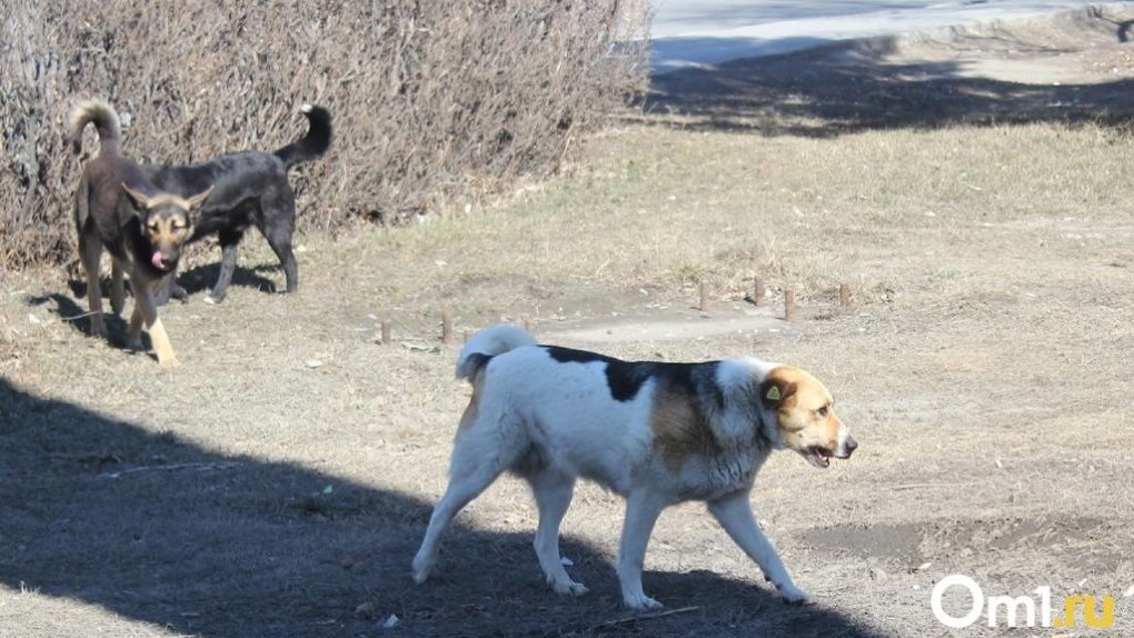 В Омской области выявили ещё один случай бешенства у собаки