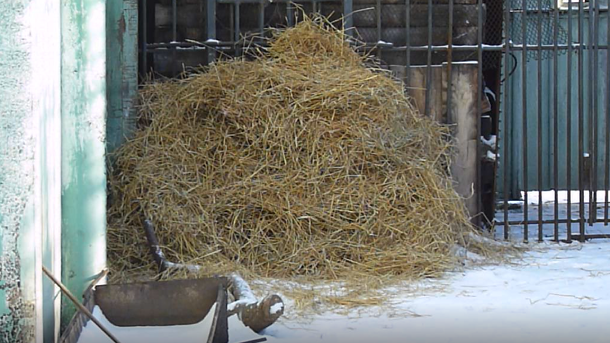 В Большереченском зоопарке с большим опозданием легла в спячку самая сонная медведица Омской области