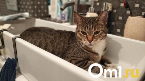 Омичи из Центрального округа на этой неделе останутся без холодной воды