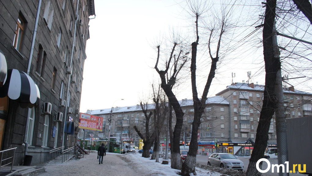 В Омске предложили наложить мораторий на обрезку деревьев