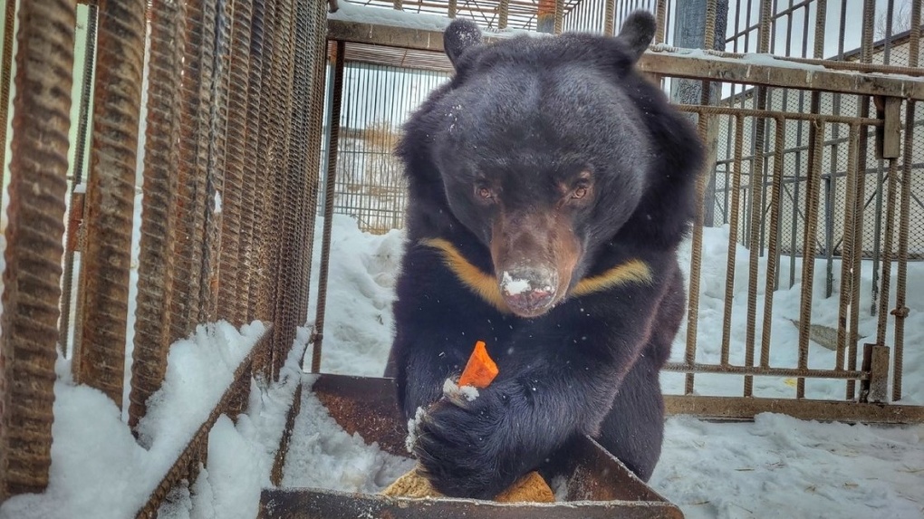 Весна близко. В Омской области в зоопарке проснулся первый медведь