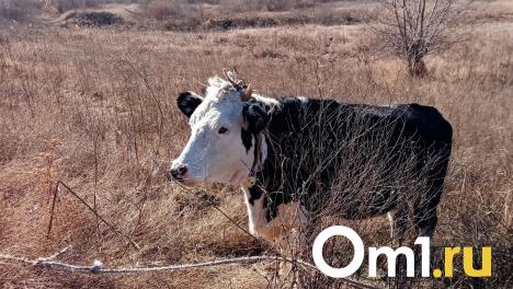 Корова пробила копытом голову омича