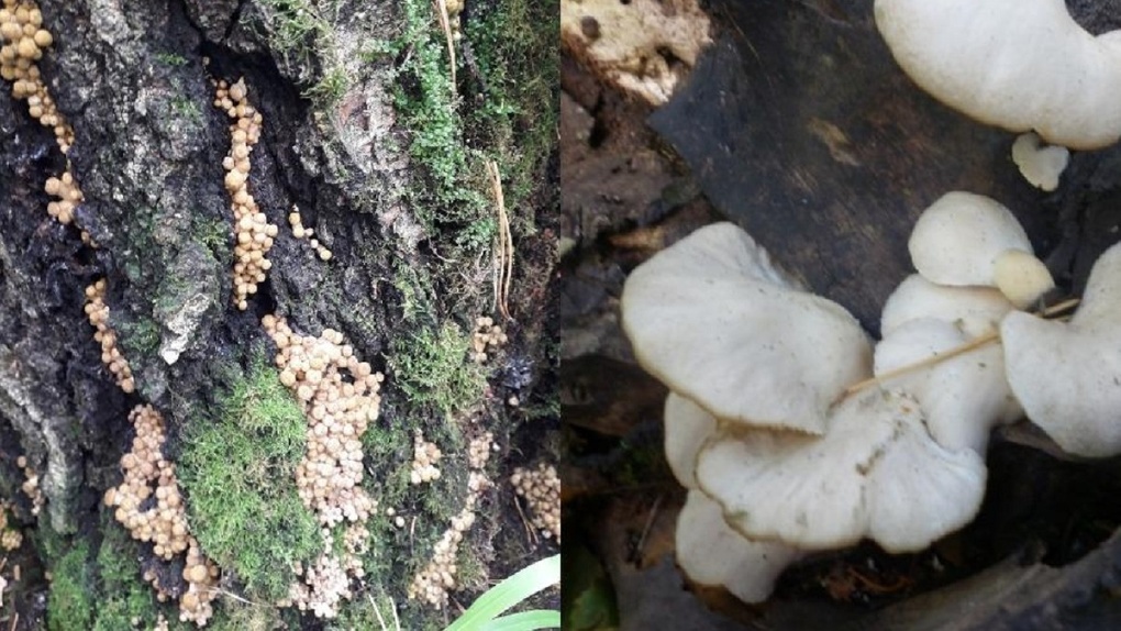 Усыпанные грибами пни и деревья нашли в лесах Новосибирской области. ФОТО