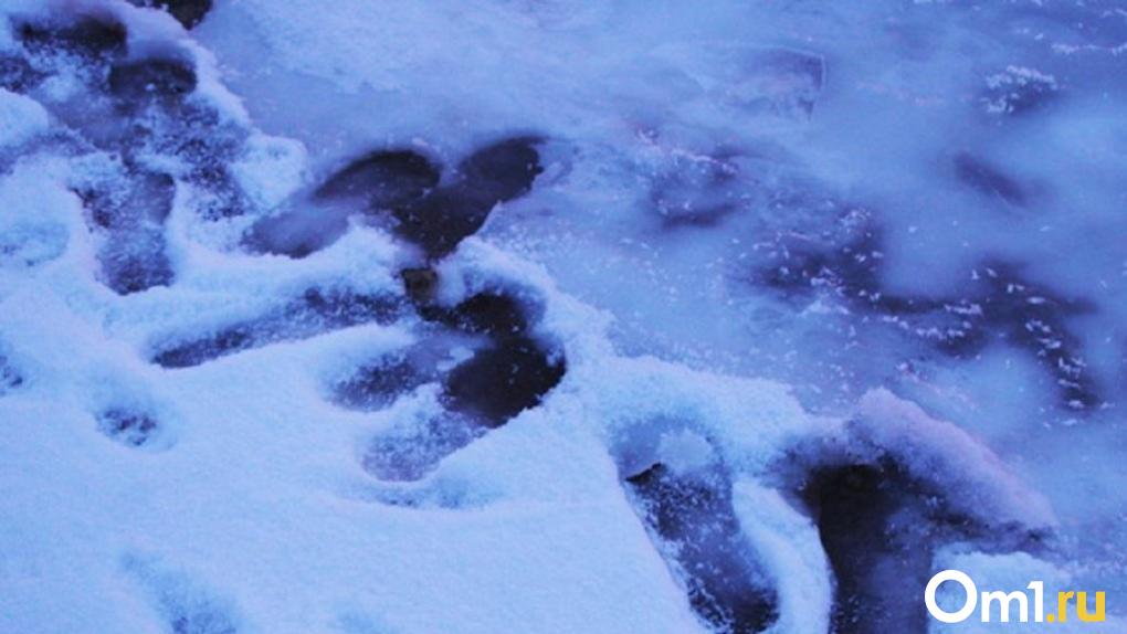 В Омской области колёсный погрузчик провалился под лёд