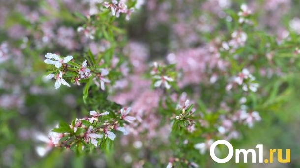 На Пасху в Омске внезапно потеплеет до +22