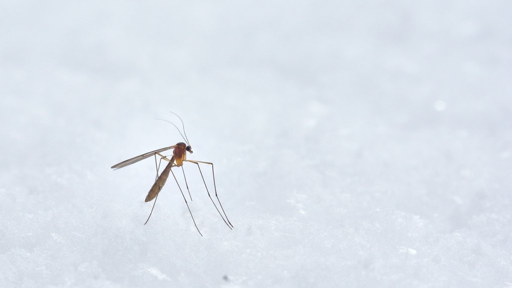 Новосибирец привёз малярию из командировки в Конго