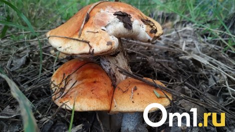 Омичам рассказали, куда можно поехать за грибами на электричке