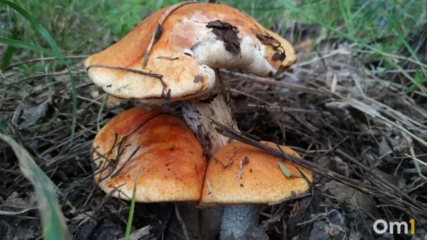 Омичам рассказали, куда можно поехать за грибами на электричке