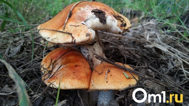 Омичам рассказали, куда можно поехать за грибами на электричке
