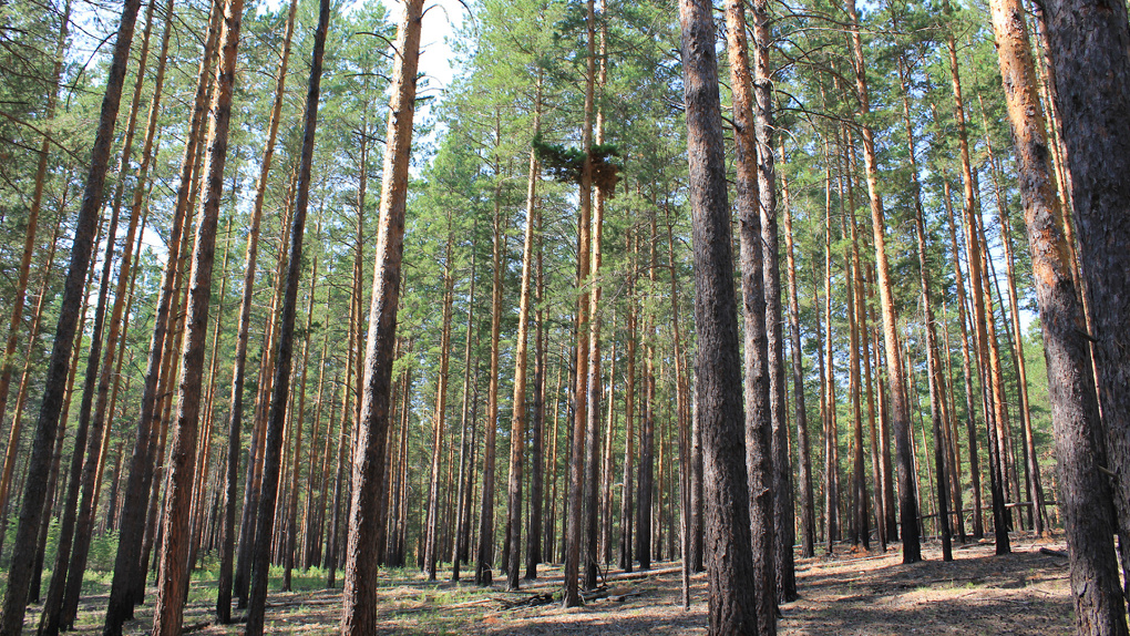 «Чтобы без штанов остались!» — новосибирские депутаты раскритиковали штрафы за вырубку леса