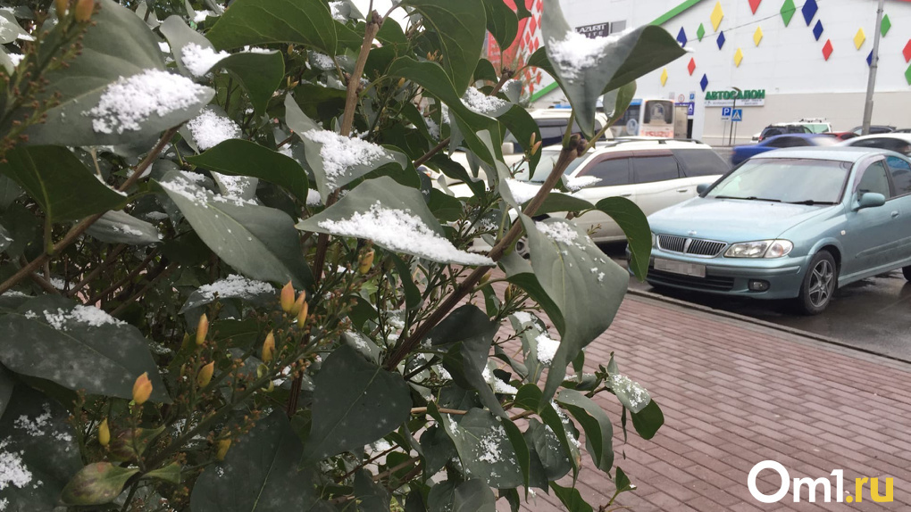 Мокрый снег с дождём вернётся в Новосибирск на следующей неделе