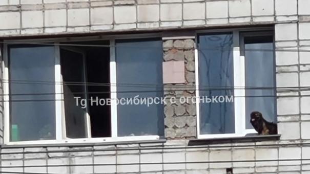 Маленькую собаку заперли на подоконнике многоэтажки в Новосибирске