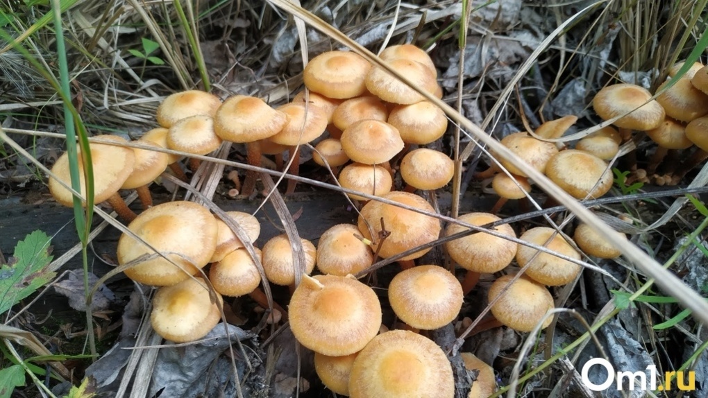 Усыпанные грибами опушки нашли в новосибирских лесах