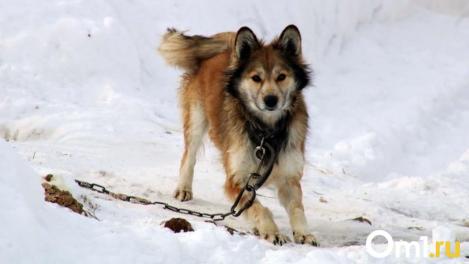 Права людей и собак. Омичка — об убийстве бездомных животных