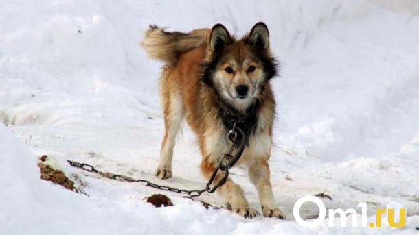 Права людей и собак. Омичка — об убийстве бездомных животных