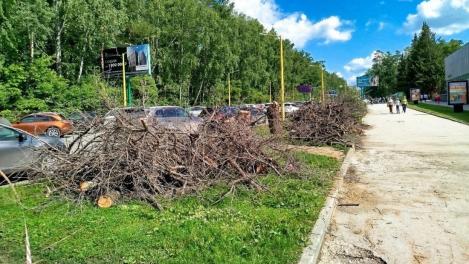 60-летние черёмухи под нож: зачем Академгородок вырубает легендарную аллею Новосибирска