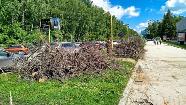 60-летние черёмухи под нож: зачем Академгородок вырубает легендарную аллею Новосибирска