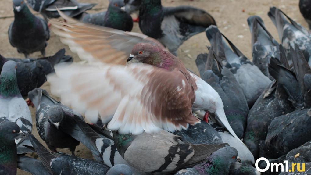 Фекальное озеро в Омске начало убивать голубей