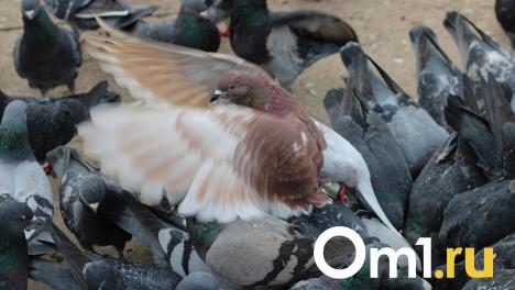 Фекальное озеро в Омске начало убивать голубей