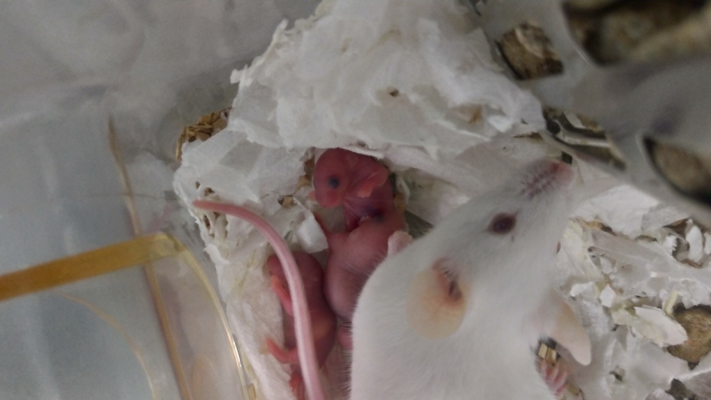 В Новосибирске родились мыши для испытания вакцины от коронавируса