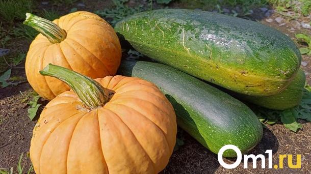 Что делать с кабачками: рассказываем про пользу и неожиданный вред овоща
