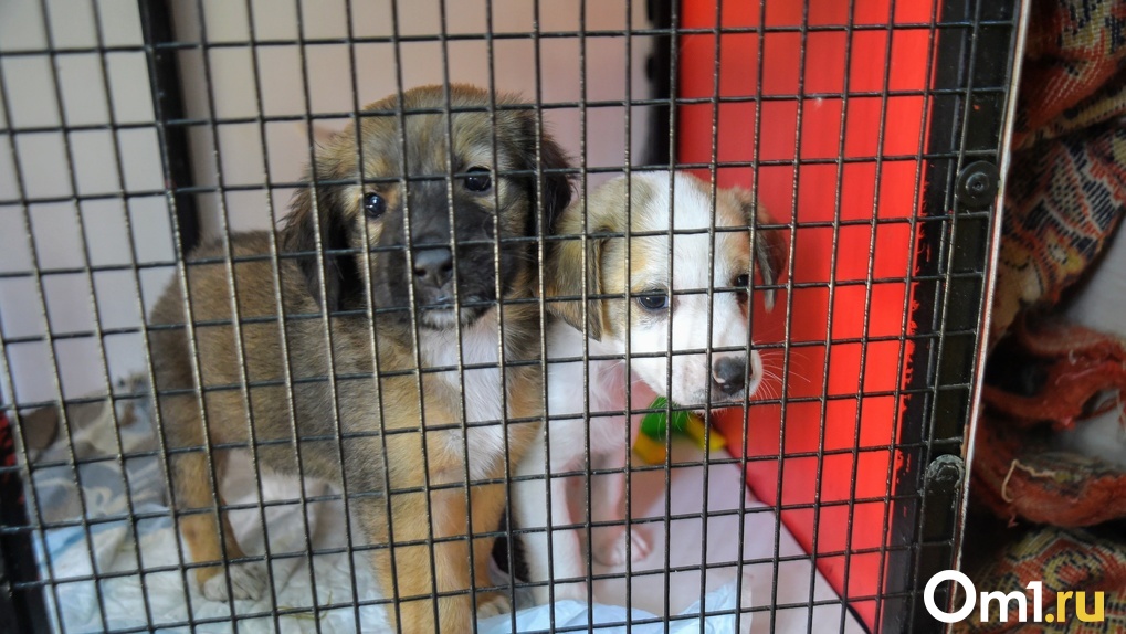 Взяв одного пса, вы спасёте тысячи щенков из его потомства: инструкция, как омичу помочь бездомным животным