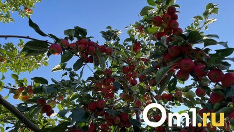 Что делать, если опадают плоды яблони: советы садоводам