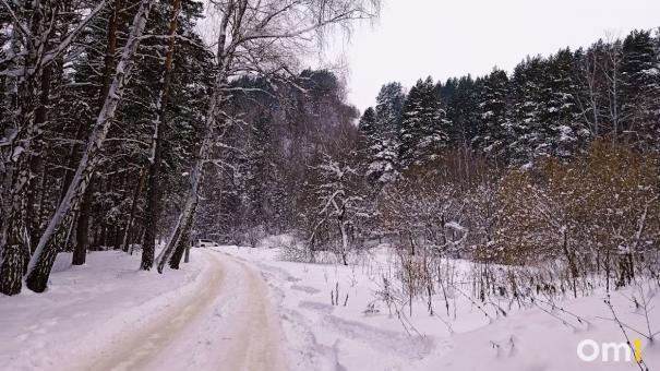В Знаменском районе обнаружили незаконную вырубку леса